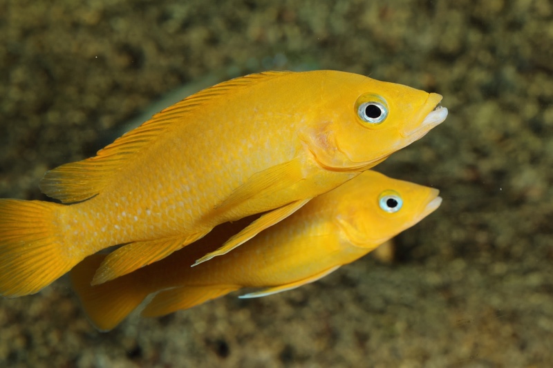 Neolamprologus leleupi 'Talama'